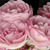 Rózsaszín - Rambler, kúszó rózsa - Frau Eva Schubert